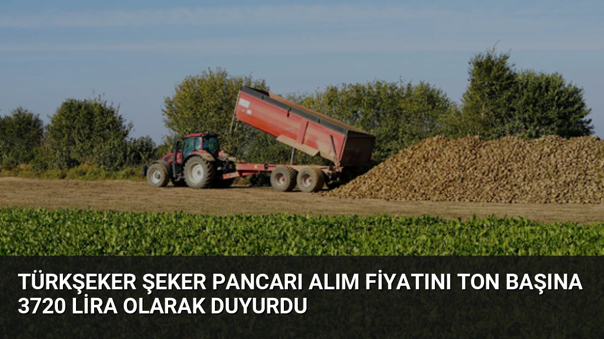 Türkşeker Şeker Pancarı Alım Fiyatını Ton Başına 3720 Lira Olarak Duyurdu